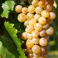 Furmint